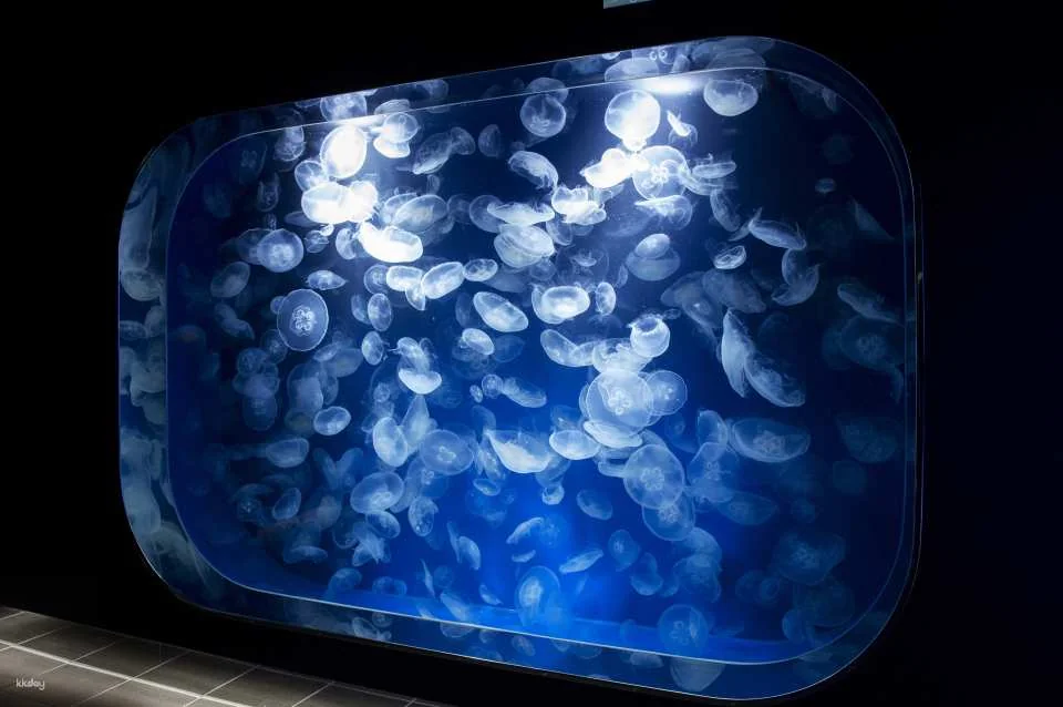 Kamogawa Sea World Admission Ticket (Chiba Prefecture, Aquarium)