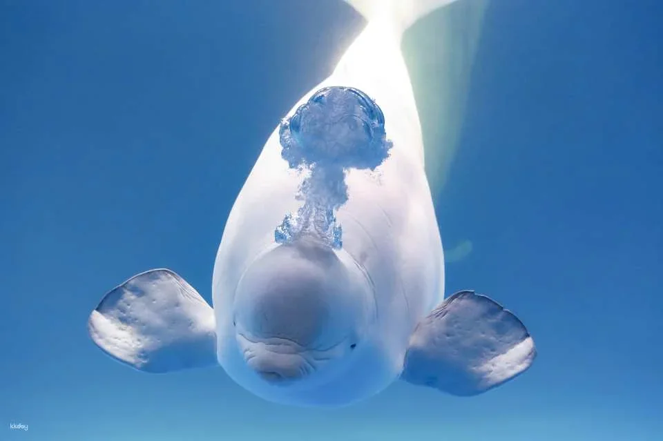 Kamogawa Sea World Admission Ticket (Chiba Prefecture, Aquarium)