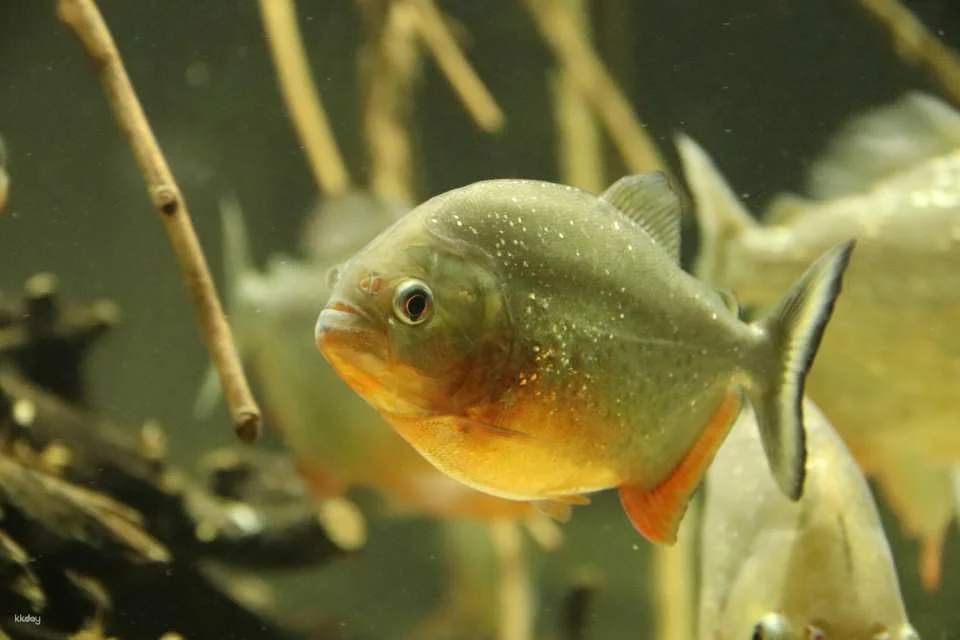 Kanagawa, Japan｜Kawasui Kawasaki Aquarium｜E-Ticket