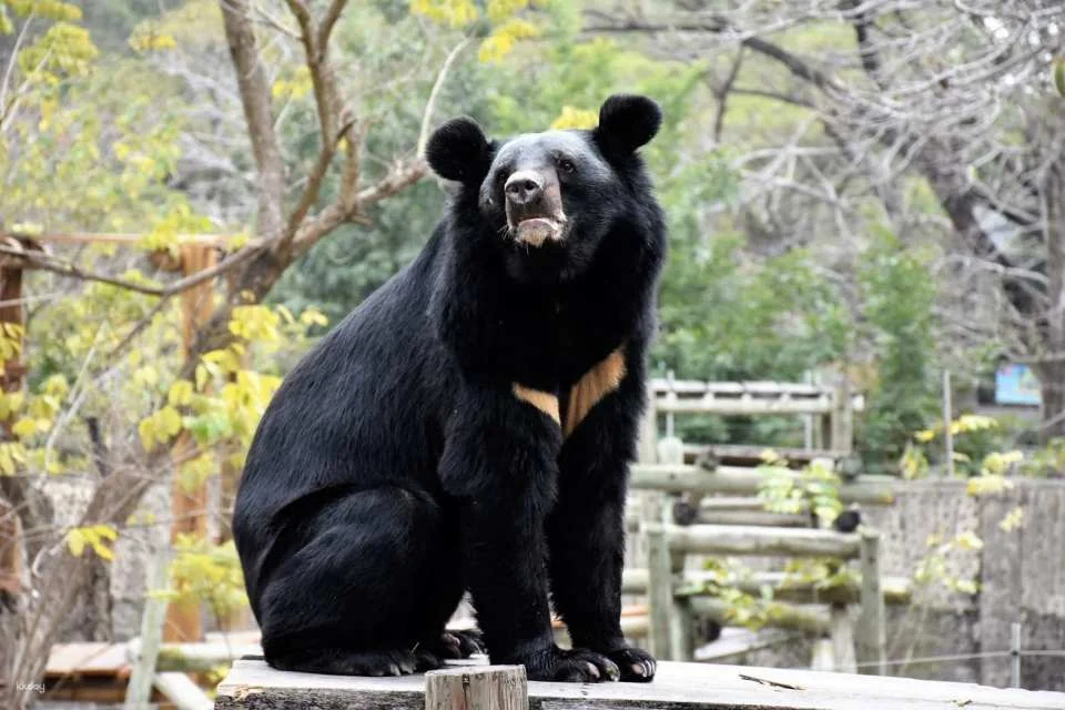 Kaohsiung Shoushan Zoo Tickets