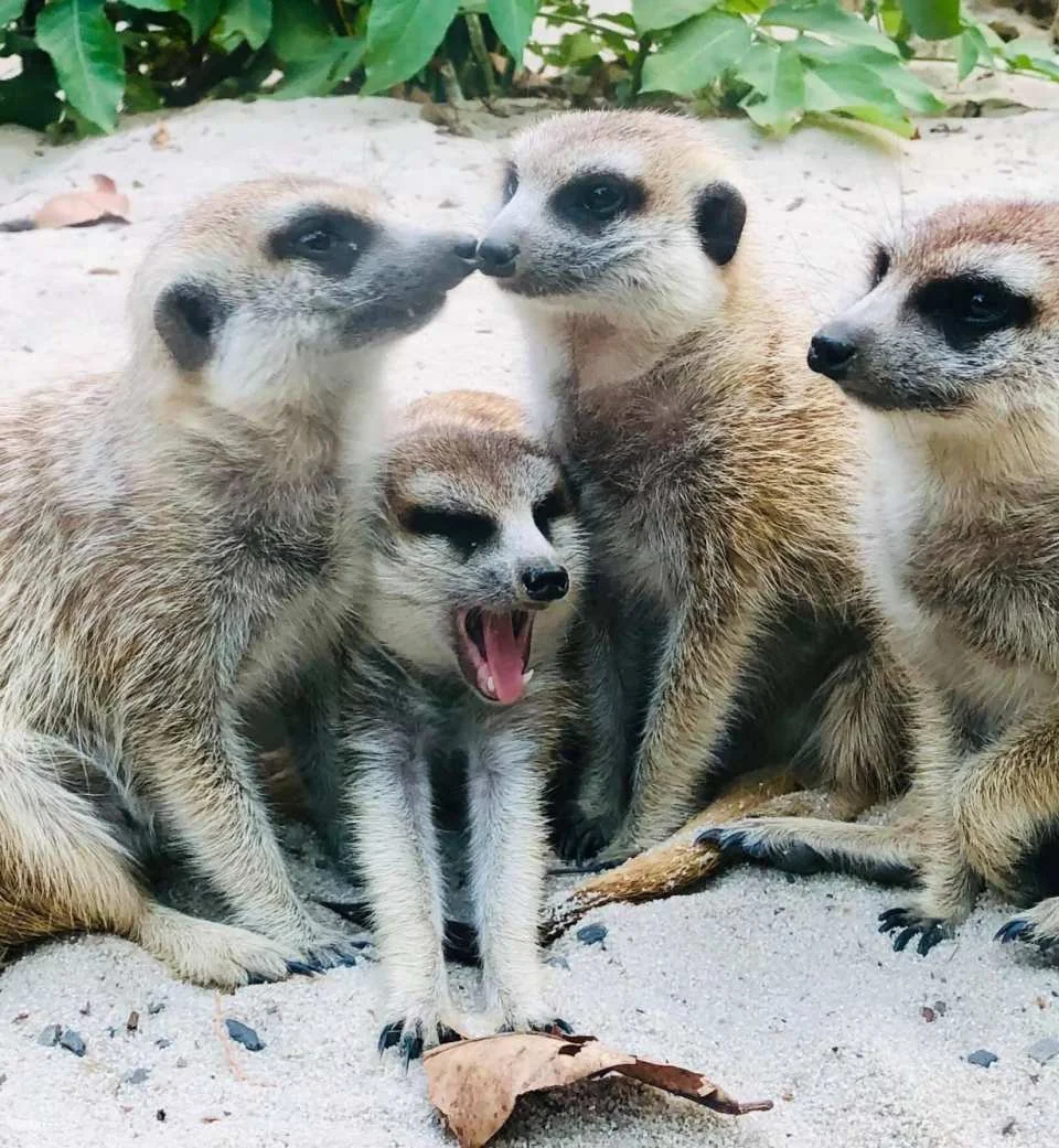 Kaohsiung Shoushan Zoo Tickets