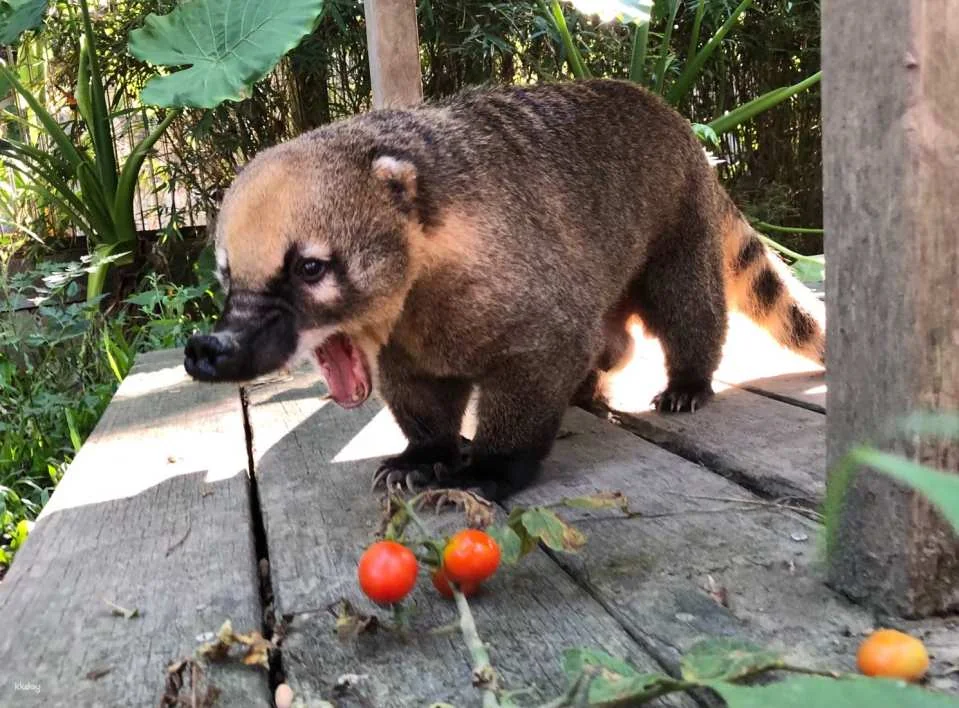 Kaohsiung Shoushan Zoo Tickets