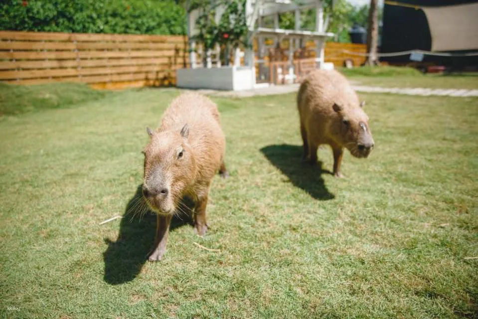 Kenting Lujing Sika Deer Ecological Park Ticket