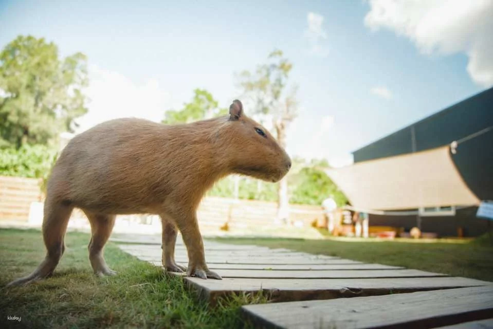 Kenting Lujing Sika Deer Ecological Park Ticket