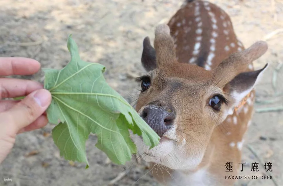 Kenting Lujing Sika Deer Ecological Park Ticket