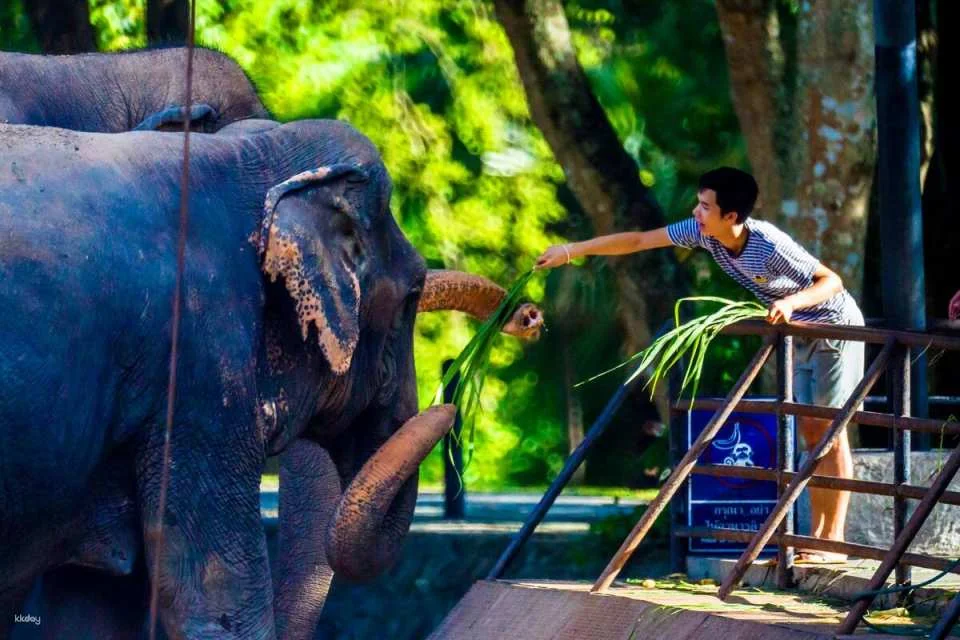 Khao Kheow Open Zoo Private Tour | Chonburi