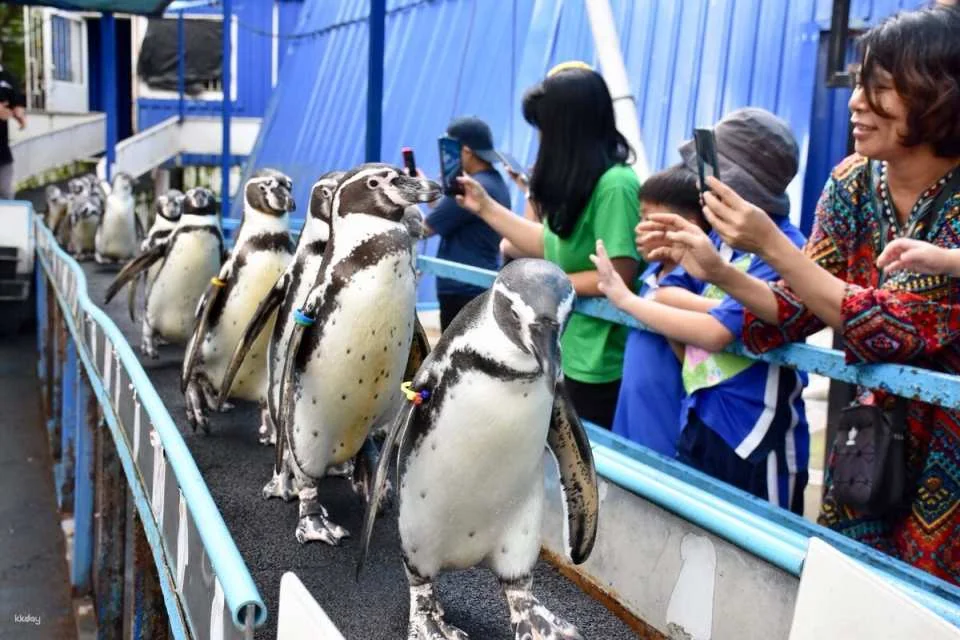 Khao Kheow Open Zoo Private Tour | Chonburi