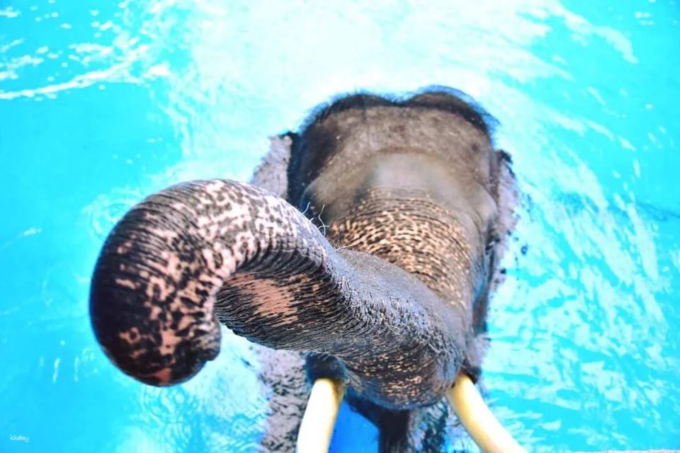 Khao Kheow Open Zoo Private Tour | Chonburi
