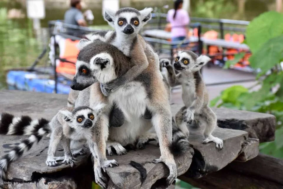Khao Kheow Open Zoo Private Tour | Chonburi