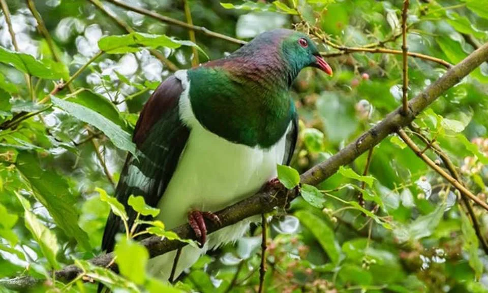 Kiwi Birdlife Park Queenstown Ticket | New Zealand