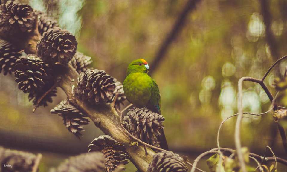 Kiwi Birdlife Park Queenstown Ticket | New Zealand