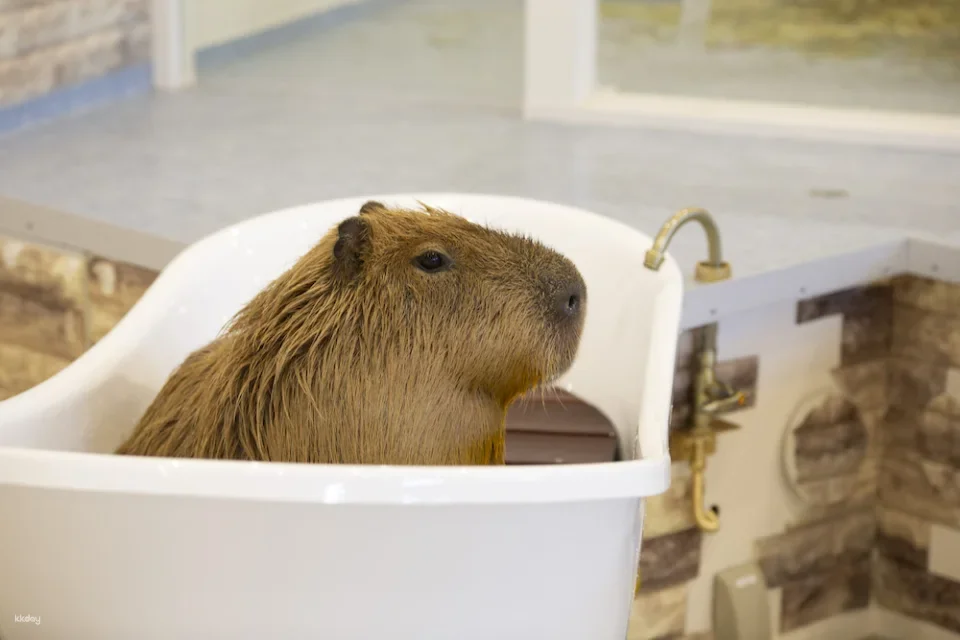 Tokyo, Japan | Anitouch AQUACITY Odaiba Indoor Animal Interaction Experience Tickets