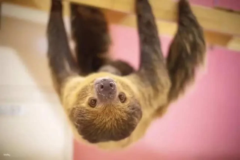 Tokyo, Japan | Anitouch AQUACITY Odaiba Indoor Animal Interaction Experience Tickets