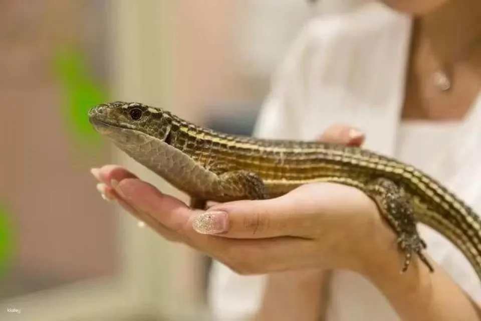 Tokyo, Japan | Anitouch AQUACITY Odaiba Indoor Animal Interaction Experience Tickets