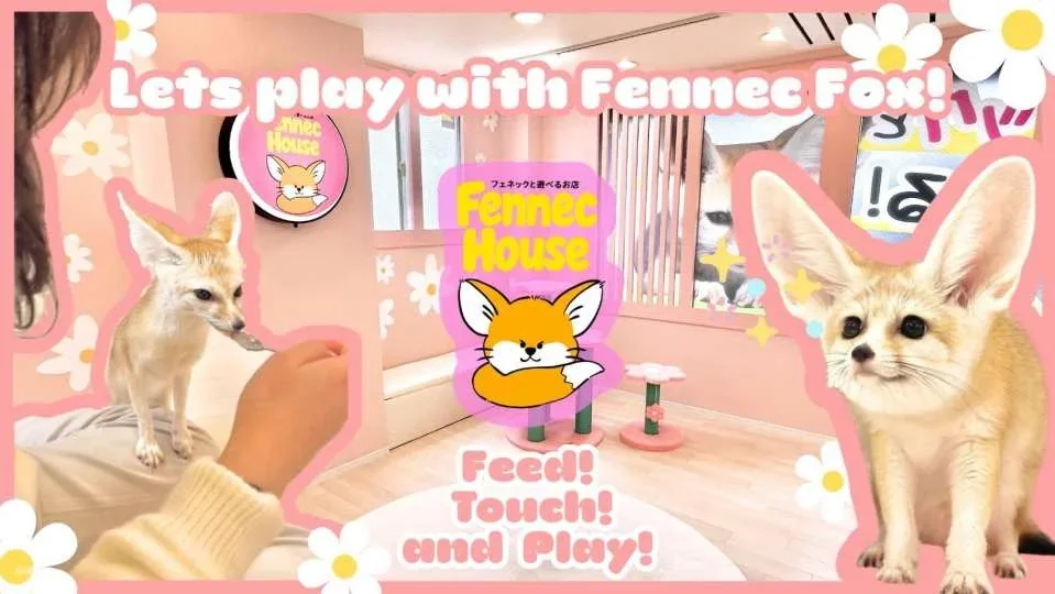 [Tokyo Shinjuku | Fennec House] Fennec Fox Interactive Experience | Get up close and personal with adorable and therapeutic animals