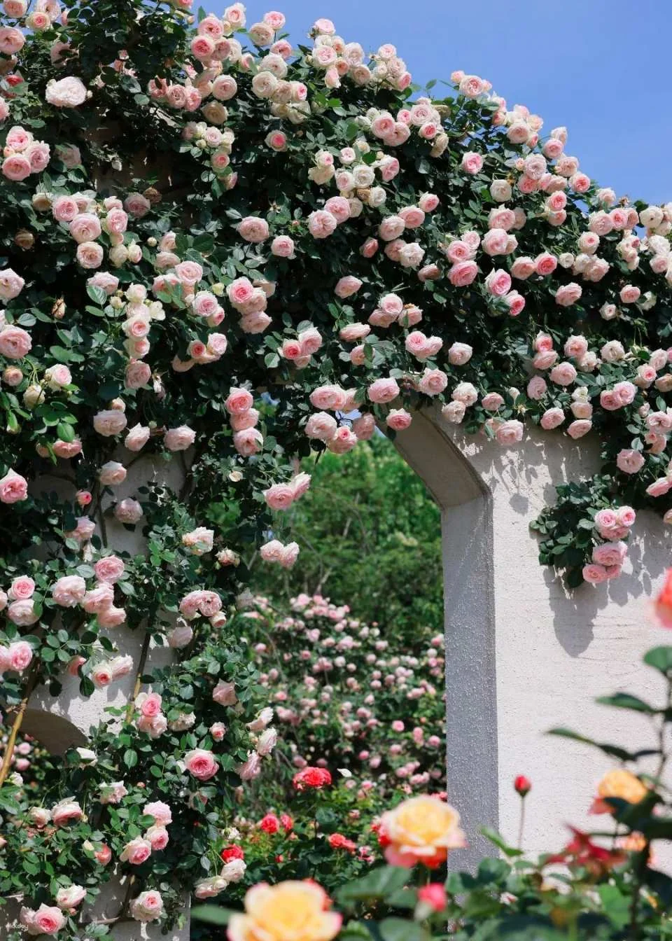 Chengdu, China | Manhua Manor (Four Seasons Flower Sea) Admission Ticket (Near Panda Base)