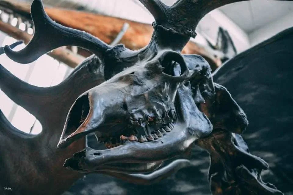 London Natural History Museum Ticket and In-App Audio Tour