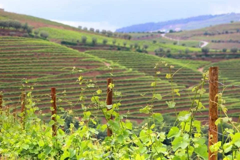 Historical guided tour of the Alto Douro Wine Region with wine tasting