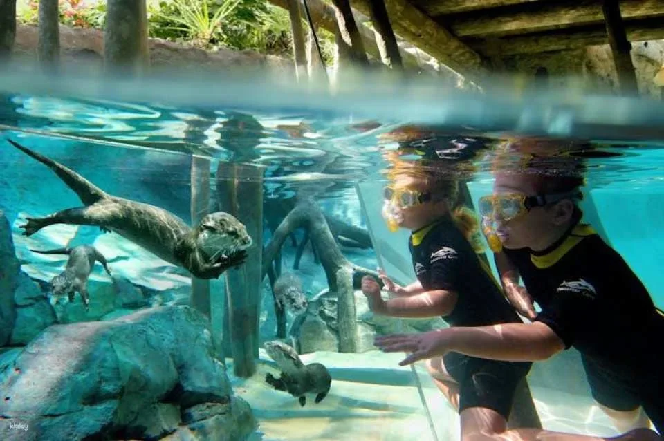 Discovery Cove Packages 2027