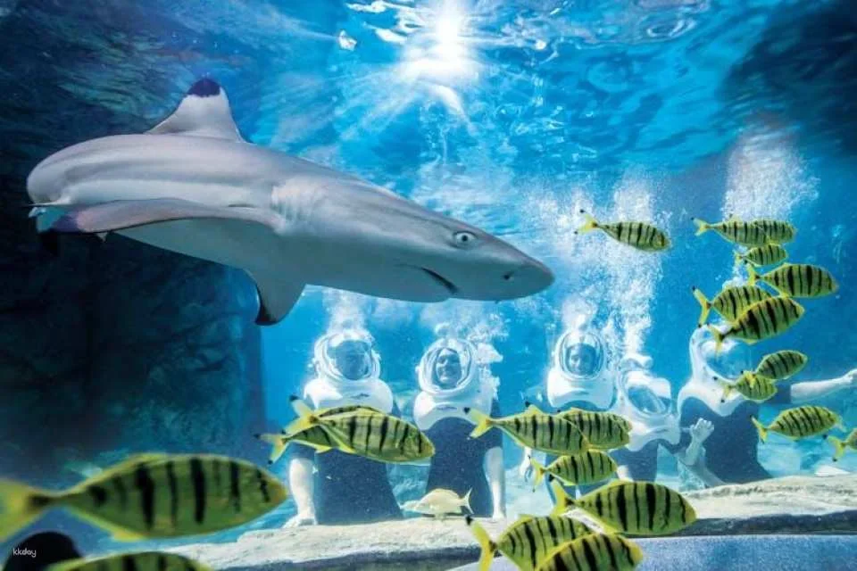 Discovery Cove Packages 2027
