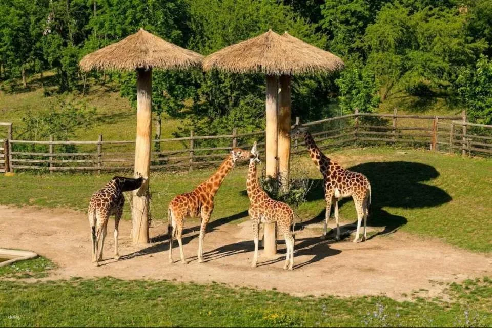 Prague Zoo Ticket + Audio Guide