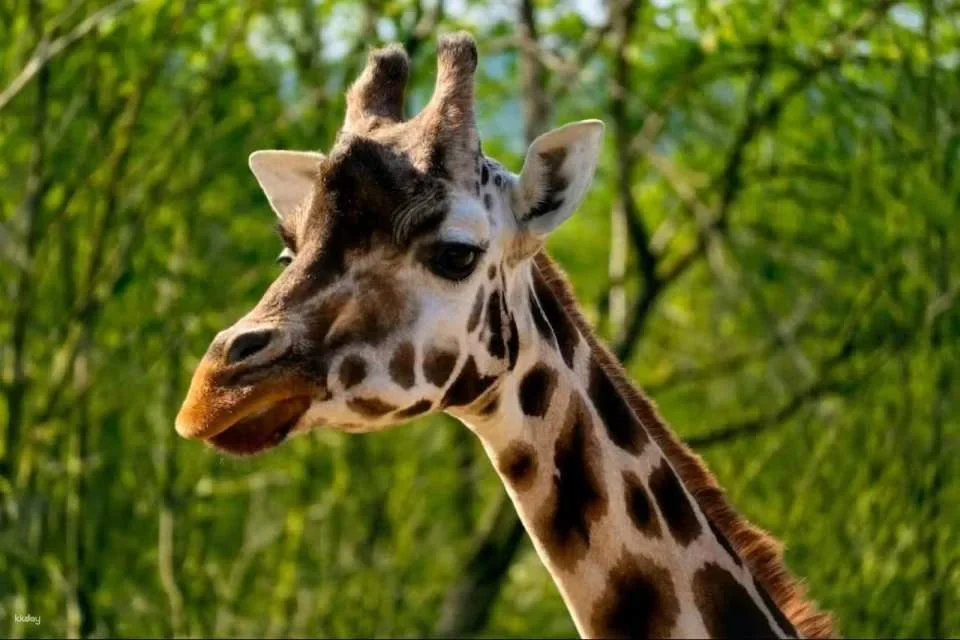 Prague Zoo Ticket + Audio Guide