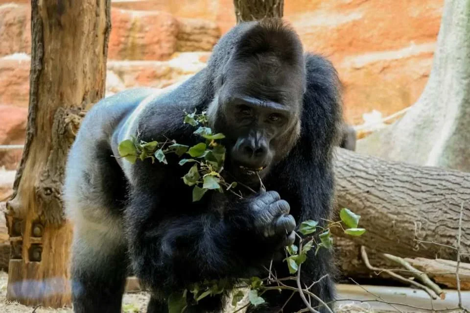 Prague Zoo Ticket + Audio Guide