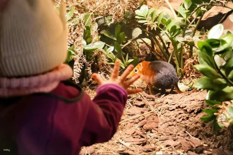 Prague Zoo Ticket + Audio Guide