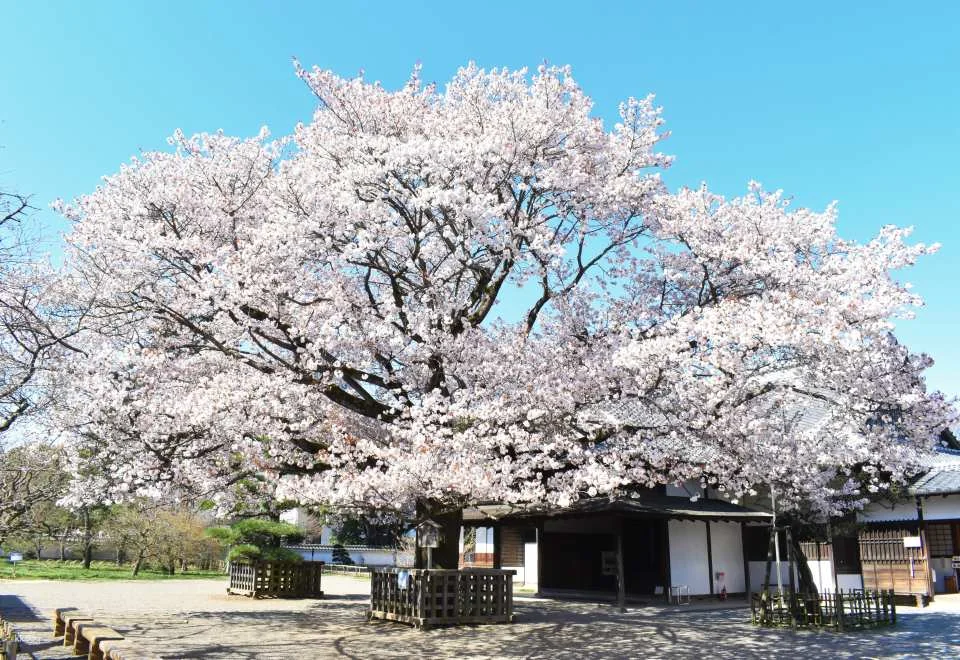 Kodokan admission ticket (Mito City, Ibaraki Prefecture)