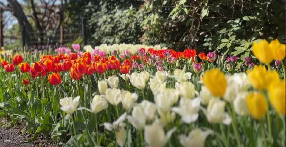 Kuju Flower Park Admission Ticket (Taketa City, Oita Prefecture)