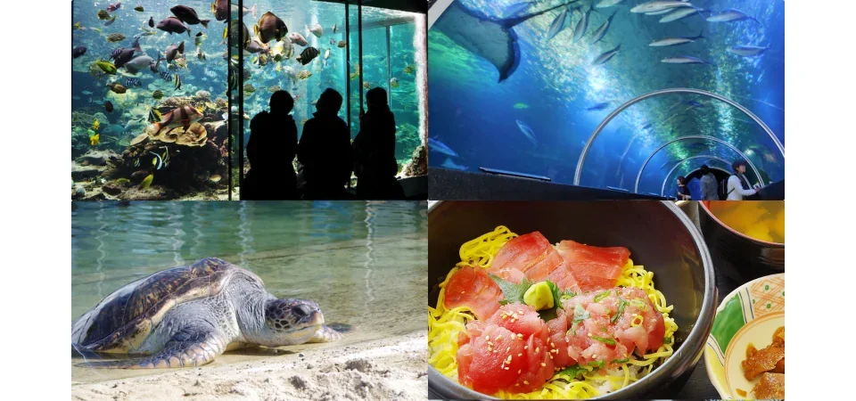 Kushimoto Marine Park Center Aquarium/Underwater Observatory Tower Admission Ticket｜Japan