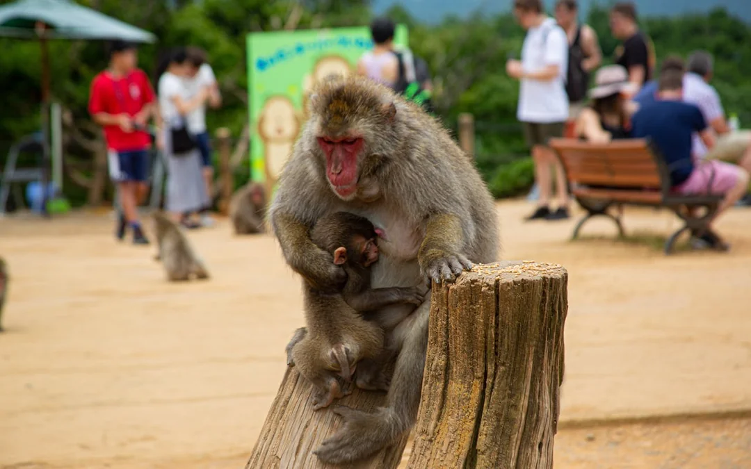 Kyoto Walking Tour of Fushimi Inari, Arashiyama, Monkey Park, and Golden Temple Image 10