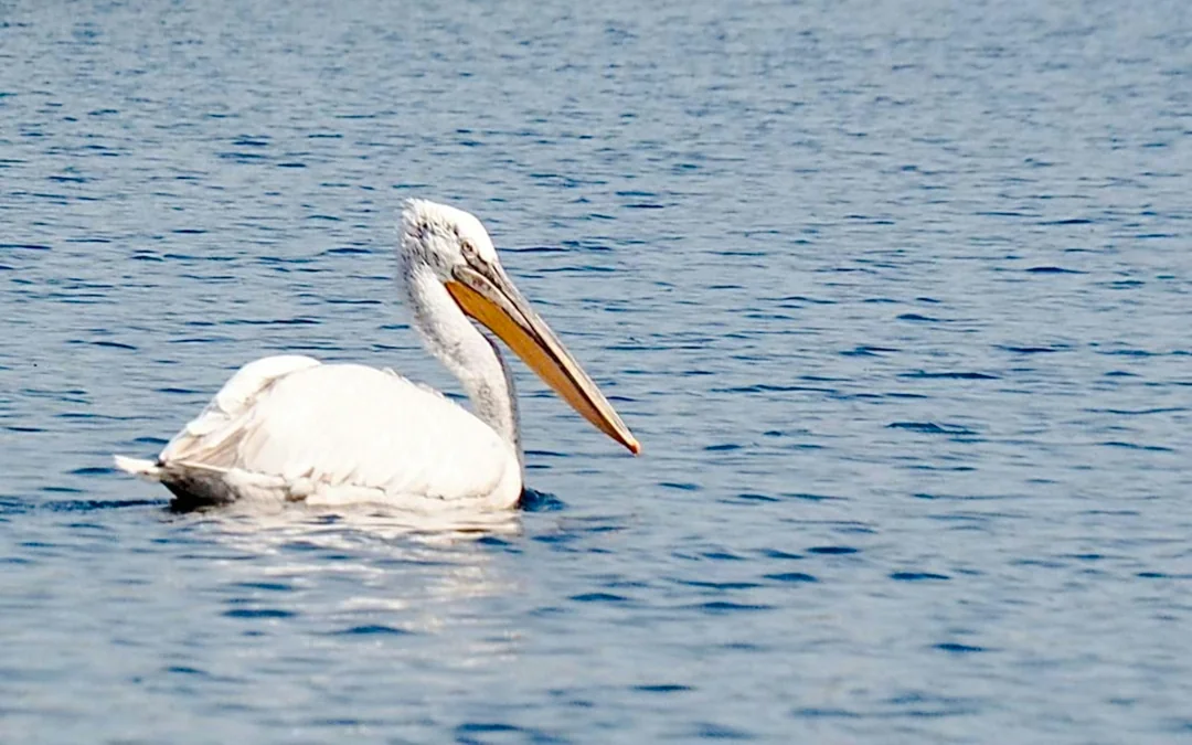 Lake Skadar Small-Group Boat Tour with Complimentary Drink Image 2