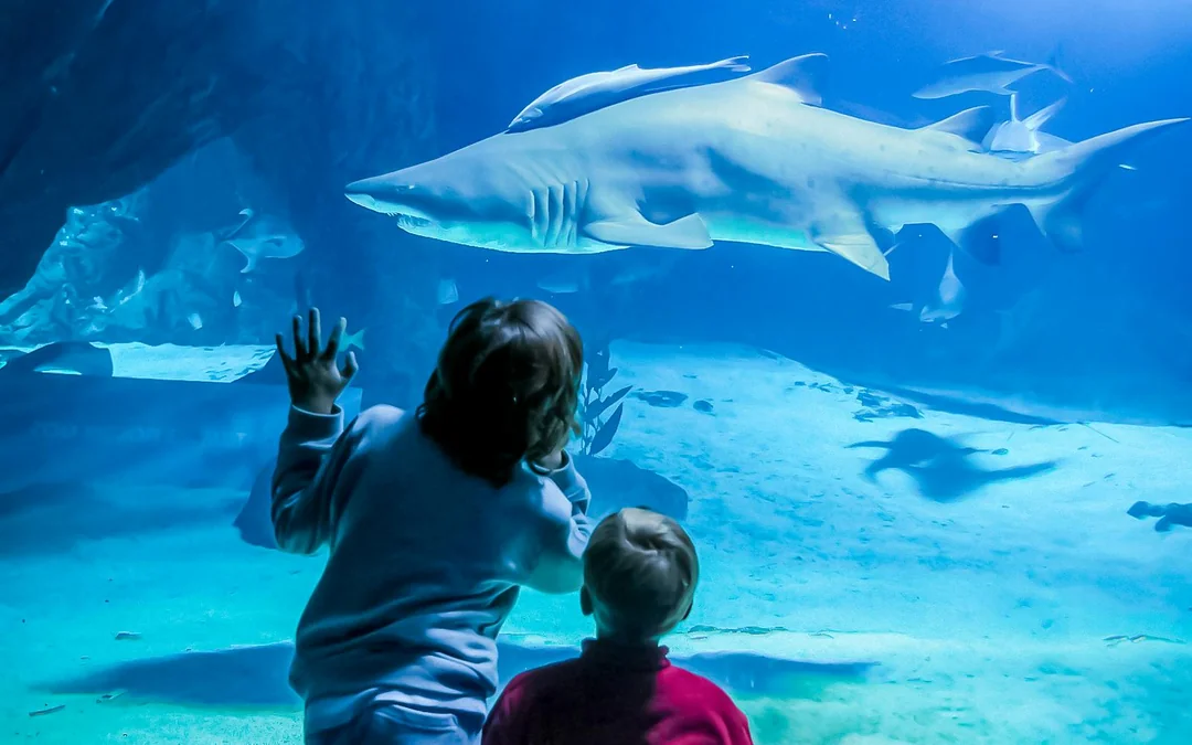Madrid Zoo Aquarium Entry Tickets Image 3