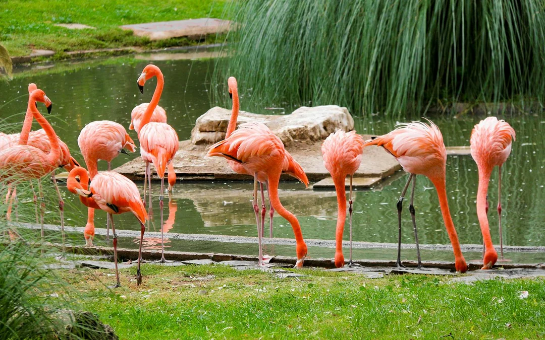 Madrid Zoo Aquarium Entry Tickets Image 5