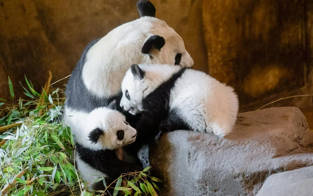 Madrid Zoo Aquarium Entry Tickets Image 9