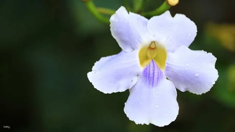 The Majestic Floral Route at Royal Park Rajapruek Chiang Mai Admission Ticket | Thailand