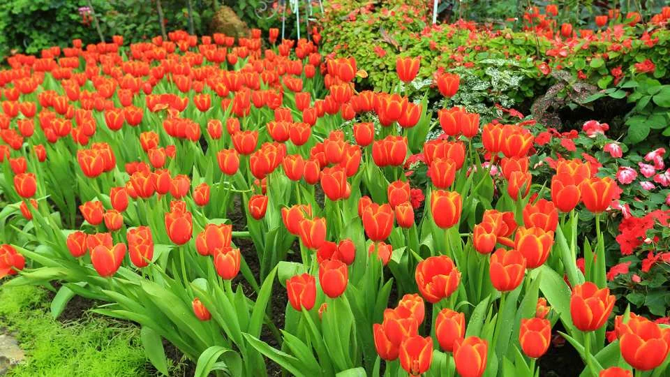The Majestic Floral Route at Royal Park Rajapruek Chiang Mai Admission Ticket | Thailand