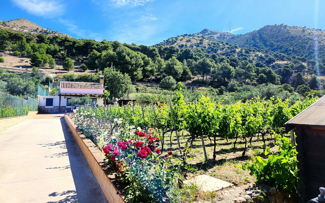 Málaga Wine Tour with Vineyard & Cellar Visits, Wine Tastings and Tapas Image 2