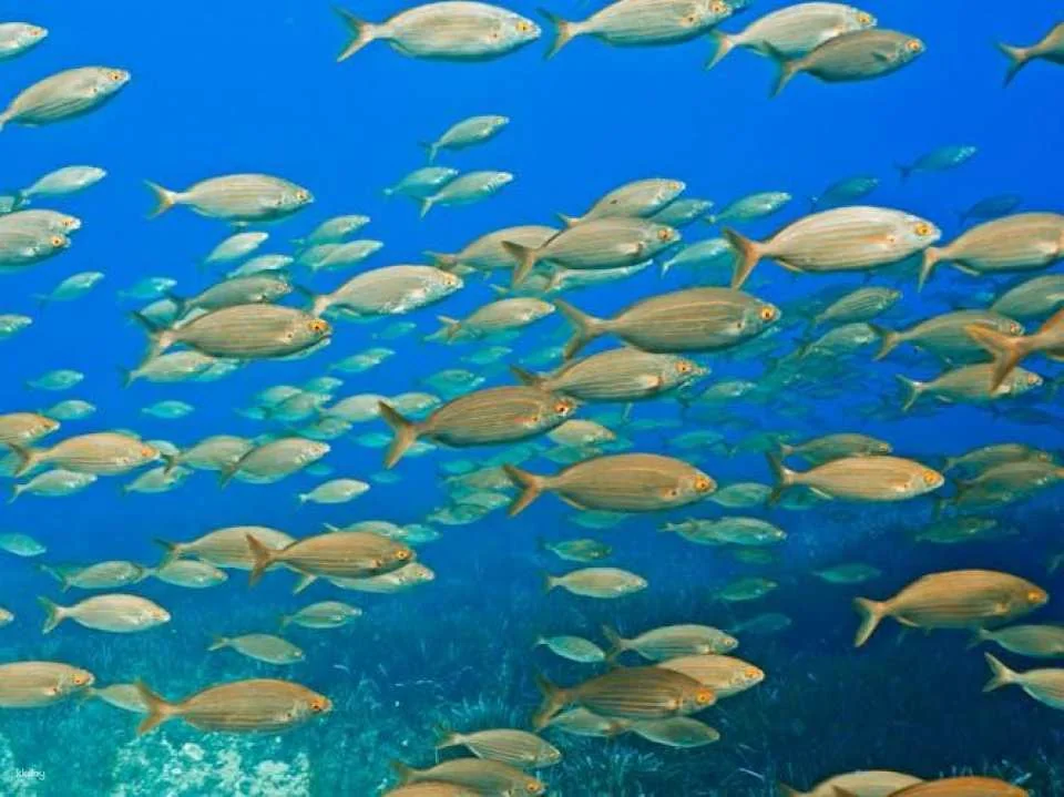 Mallorca dip and dive snorkelling and diving experience