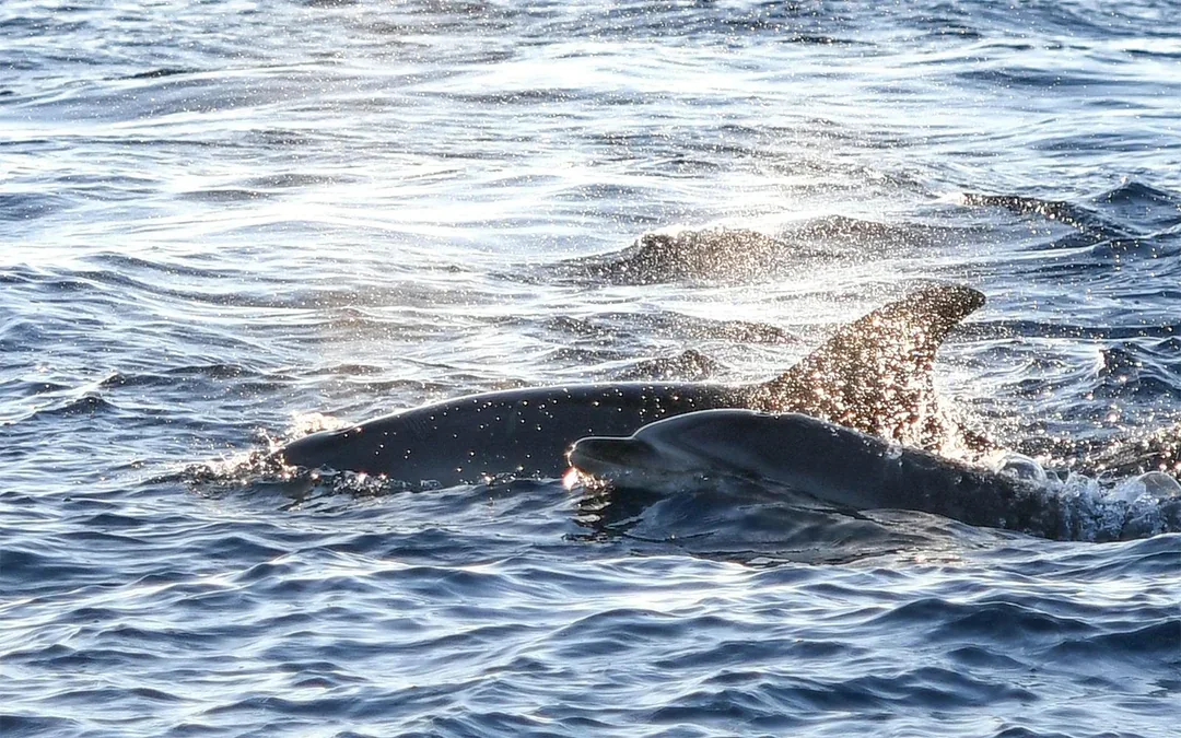 Mallorca Sunrise and Dolphin Watching Catamaran Image 3