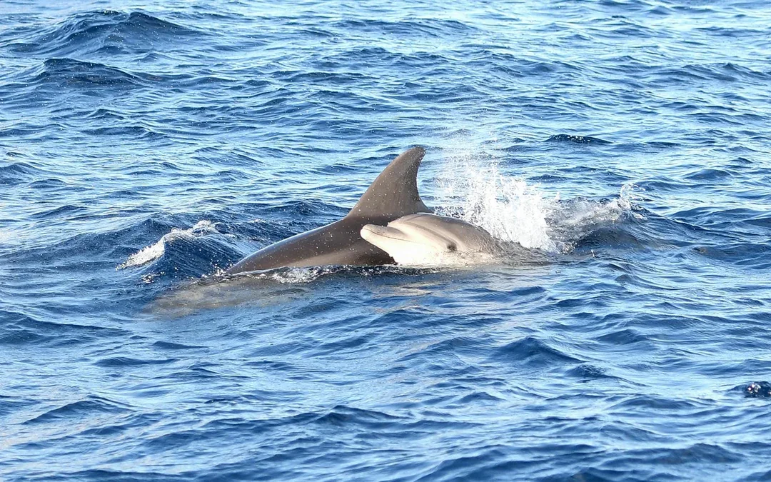 Mallorca Sunrise and Dolphin Watching Catamaran Image 4