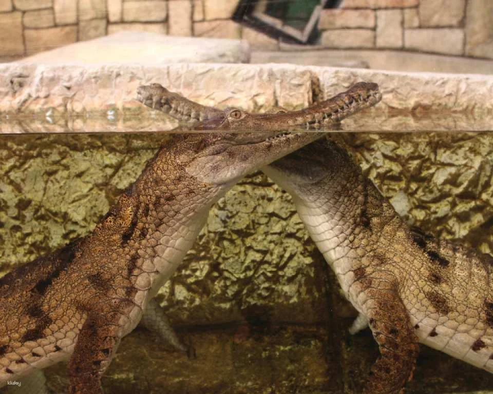 Mandalay Bay Shark Reef Aquarium Admission Ticket | Las Vegas