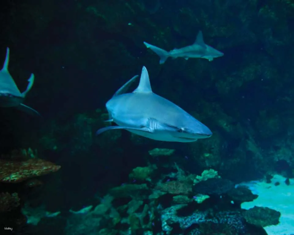 Mandalay Bay Shark Reef Aquarium Admission Ticket | Las Vegas