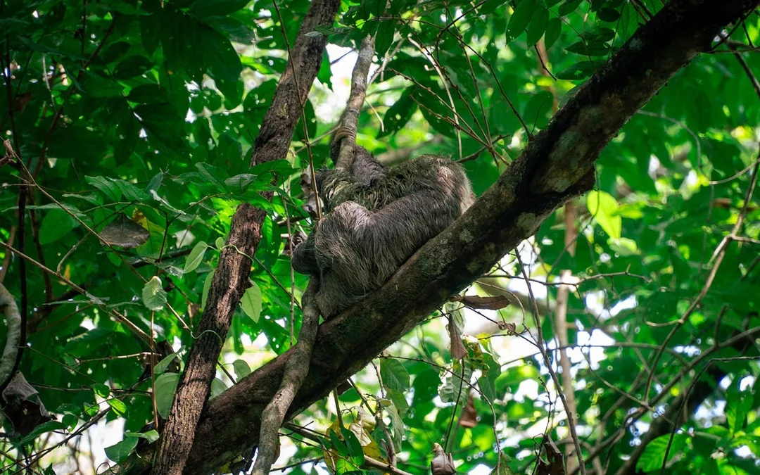 Manuel Antonio National Park Guided Tour with Wildlife Viewing and Beach Access from Manuel Antonio Image 3
