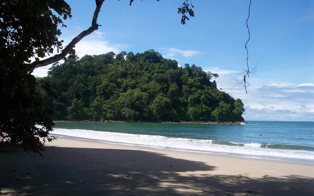 Manuel Antonio National Park Guided Tour with Wildlife Viewing and Beach Access from Manuel Antonio Image 4