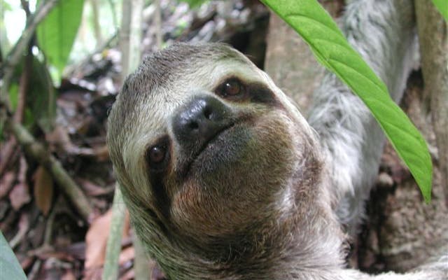 Manuel Antonio National Park Guided Tour with Wildlife Viewing and Beach Access from Manuel Antonio Image 10