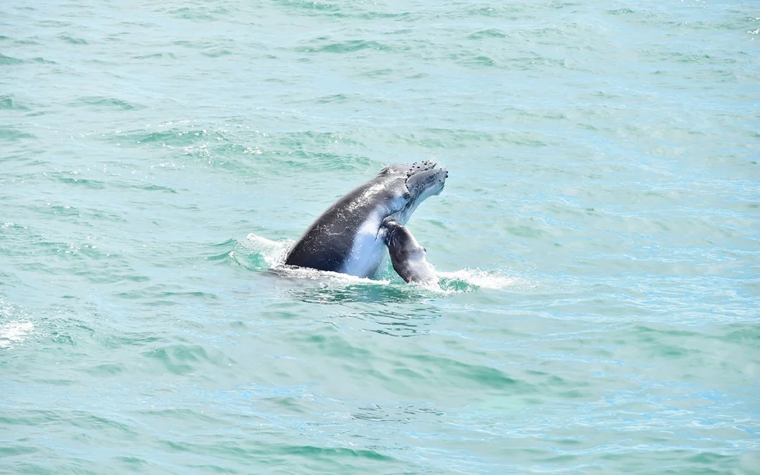 Marino Ballena National Park Whale Watching Guided Boat Tour with Naturalist Guide and Park Entry Image 1