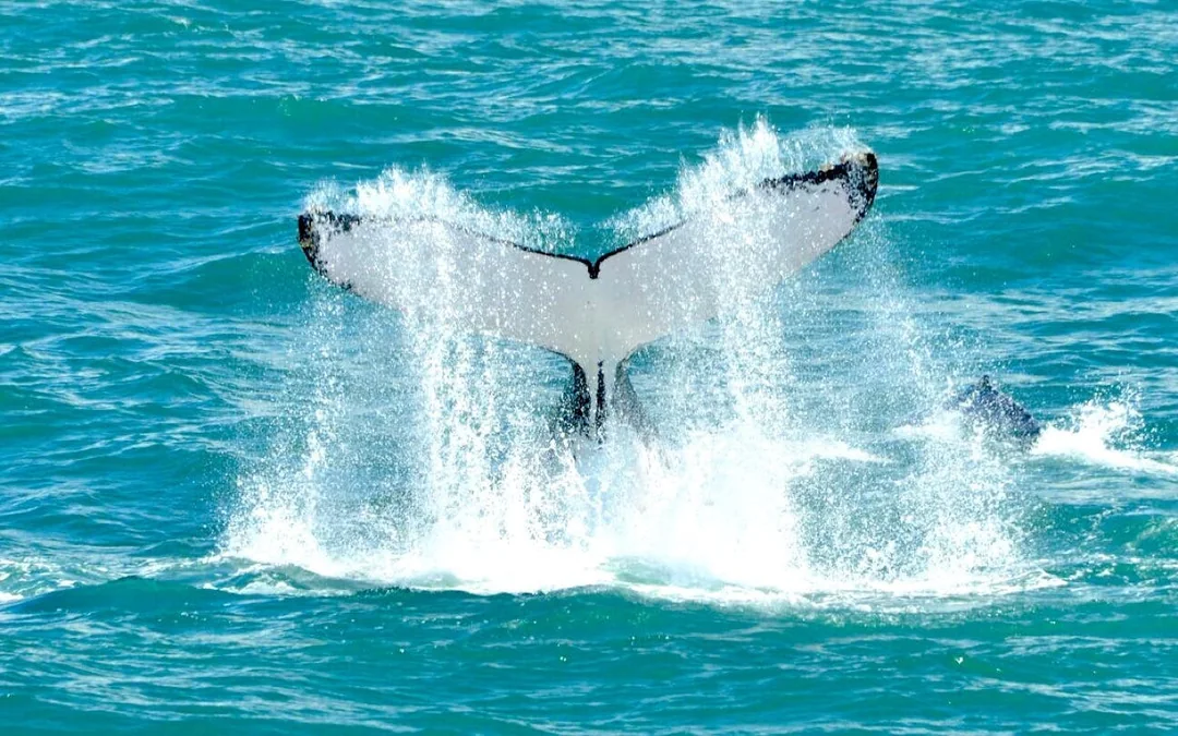 Marino Ballena National Park Whale Watching Guided Boat Tour with Naturalist Guide and Park Entry Image 2