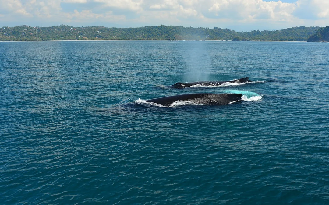 Marino Ballena National Park Whale Watching Guided Boat Tour with Naturalist Guide and Park Entry Image 3